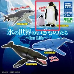 氷の世界のいきものたち-ペンギン