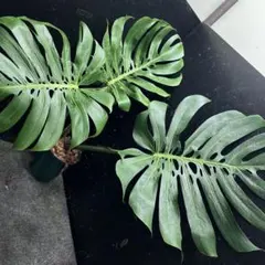 2026年最新】モンステラ マクロコズムの人気アイテム - メルカリ