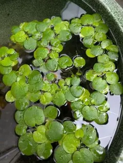 水草　アマゾンフロッグピット15株　無農薬のサムネイル
