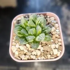 ハオルチア 天狼星オブツーサ錦 抜き苗発送