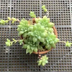 サッチン様 リクエスト 2点 まとめ商品