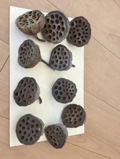 2025年最新】ハスの花托 ハスの実の人気アイテム - メルカリ