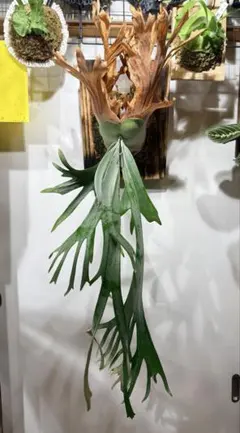 ビカクシダ P.willinckii Asurada Spore - メルカリ