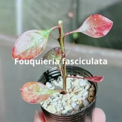 KANSUKU様 リクエスト 2点 まとめ商品