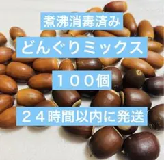 どんぐりミックス　100個