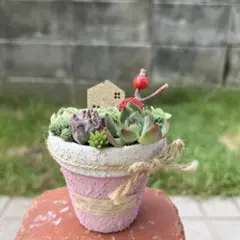 そのまま飾れる多肉植物寄せ植え こぼれ鉢 管理書付き - メルカリ