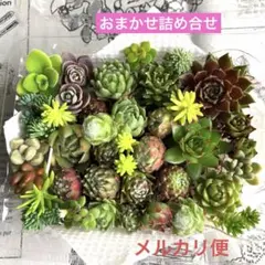 2026年最新】多肉 セットの人気アイテム - メルカリ