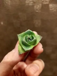 2025年最新】アガベ ピンキーの人気アイテム - メルカリ