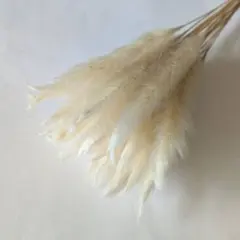 569：チガヤ ドライフラワー（ホワイト）