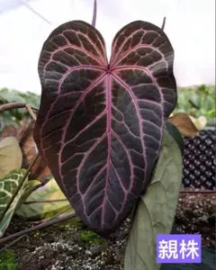 2025年最新】アンスリウム クリスタリナムの人気アイテム - メルカリ