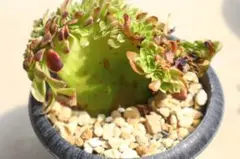 2026年最新】観葉植物 アエオニウムの人気アイテム - メルカリ