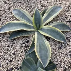 2025年最新】リップルエフェクトの人気アイテム - メルカリ