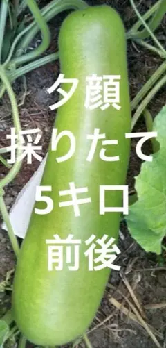 バングラデシュ野菜 ラウ（夕顔／Bottle Gourd）新鮮採れたて 5kg
