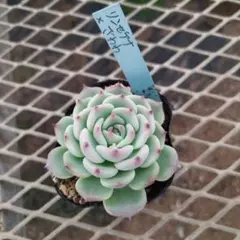 2026年最新】おらい リンゼアナの人気アイテム - メルカリ