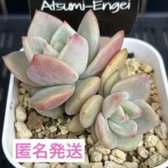 多肉植物　エケベリア　ホワイトシャンペン　渥美園芸さん苗　札無しのサムネイル
