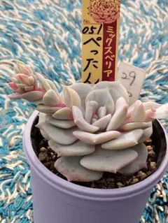☘️27 小人の渚／おらいさん苗 ミックスベリア 多肉植物 - メルカリ
