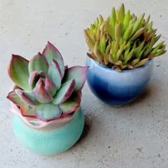 そのまま飾れる多肉植物 2個セット かわいい陶器鉢付きのサムネイル