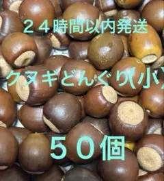 クヌギどんぐり　1〜1.５㎝位 ５０個