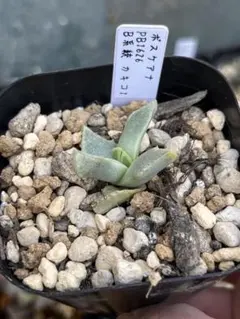 2025年最新】フォーカリアの人気アイテム - メルカリ