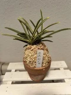 2025年最新】富貴蘭 西出都の人気アイテム - メルカリ