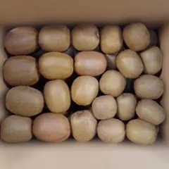 愛媛県産　キウイフルーツ　6kg　ヘイワード