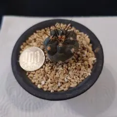 2026年最新】黒王丸カキコの人気アイテム - メルカリ