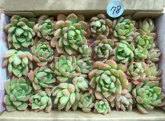 78 多肉植物　多肉弁当　詰め合わせ　寄せ植え　セット　カット苗　マッコス