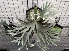 P. willinckii Anapat#9 (PUP) - メルカリ