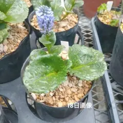 かんかん様 リクエスト 3点 まとめ商品