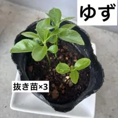 マネッティア苗 マネッティア苗 - メルカリ