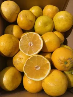 愛媛県産 みかん 家庭用少し訳あり 河内晩柑 箱込9kg 柑橘 ミカン 果物のサムネイル