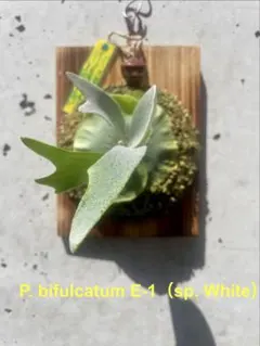 P. bifulcatum E-1（sp. White）　子株のサムネイル