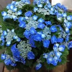 山野草 希少濃色八重咲き シラネアオイ 実生3年 - メルカリ