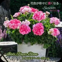 2025年最新】苗の人気アイテム - メルカリ