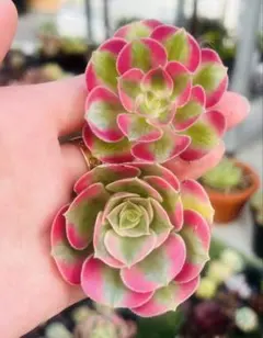 SALE！多肉植物　アエオニウム　ピンクウィッチ 2苗セット　カット苗　美苗のサムネイル