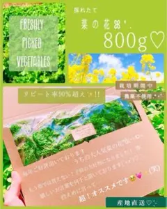 ❤️もんち様専用✨今だけ800g!!菜の花箱パンパン!!栽培期間農薬不使用❤️