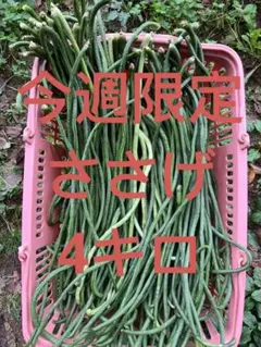 新鮮 ささげ豆 インゲン豆3kg - メルカリ