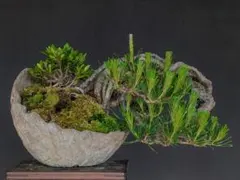 モミジ 苔盆栽 インテリア No.8 - メルカリ