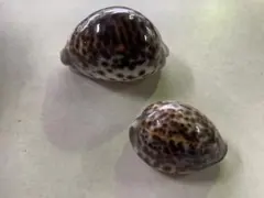 貝殻 約8.5cm 2個セット