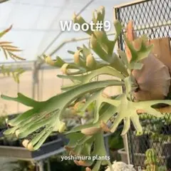 2025年最新】e-1 ビカクシダの人気アイテム - メルカリ