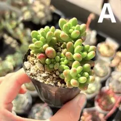 SALE❗️.:* ꕤ カット苗ꕤ*.゜多肉植物 ꕤ 韓国苗 ꕤ T65 SALE❗️.:* ꕤ カット苗ꕤ*.゜多肉植物 ꕤ 韓国苗 ꕤ T61 - メルカリ