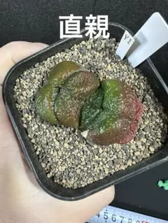 2026年最新】ガステリア 臥牛の人気アイテム - メルカリ