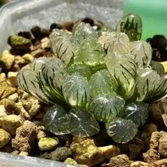 こ*う様 OB-1オブツーサ錦　超美株　ハオルチア　観葉植物　オークション　E9