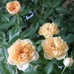 ミニバラ♡モカフェローズ♡3.5号♡ポットごと宅急便コンパクト - メルカリ