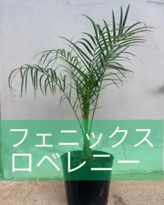 フェニックス・ロベレニー（親王椰子） 観葉植物 大型【大幅お値下げ中