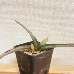 激レア！！　アロエ キポリニコラ 実生 多肉植物　希少品種　②のサムネイル