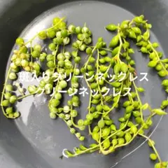 多肉植物　斑入りグリーンネックレス　グリーンネックレス　カット苗