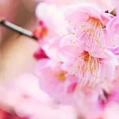 まーたん*様専用