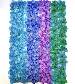 押し花素材、カラー八重の紫陽花。1。