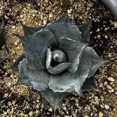 2025年最新】パラサナ トライアンファントの人気アイテム - メルカリ